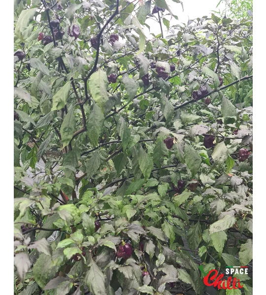 The King Purple Peach F4 (10+ Seeds)