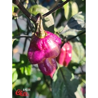The King Purple Peach F4 (10+ Seeds) The King Purple Peach F4 (10+ Seeds)