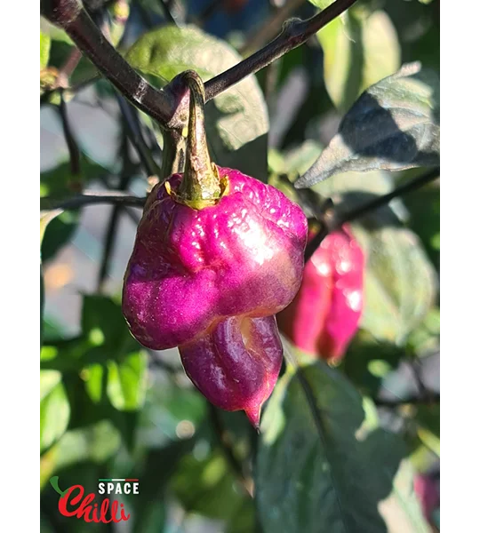 The King Purple Peach F4 (10+ Seeds)
