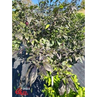 The King Purple Peach F4 (10+ Seeds) The King Purple Peach F4 (10+ Seeds)