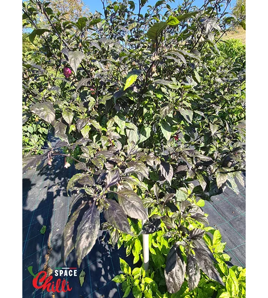 The King Purple Peach F4 (10+ Seeds)