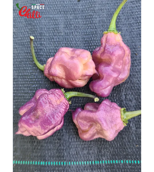 The King Purple Peach F4 (10+ Seeds)