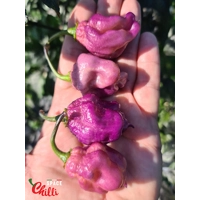 The King Purple Peach F4 (10+ Seeds) The King Purple Peach F4 (10+ Seeds)