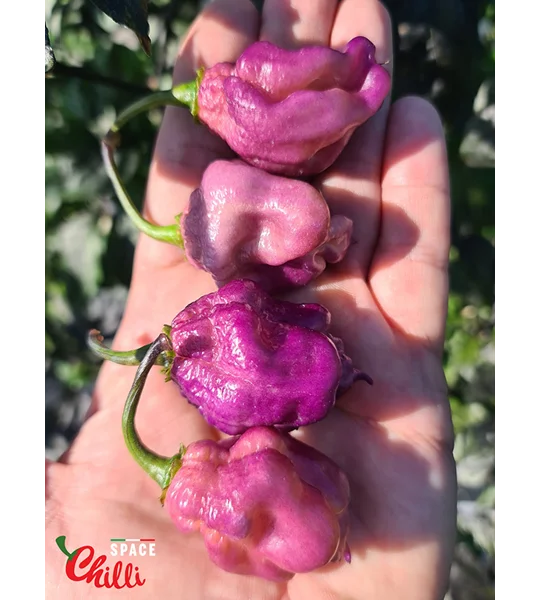The King Purple Peach F4 (10+ Seeds)