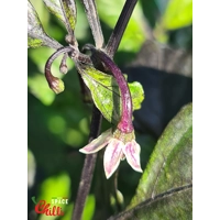 The King Purple Peach F4 (10+ Seeds) The King Purple Peach F4 (10+ Seeds)