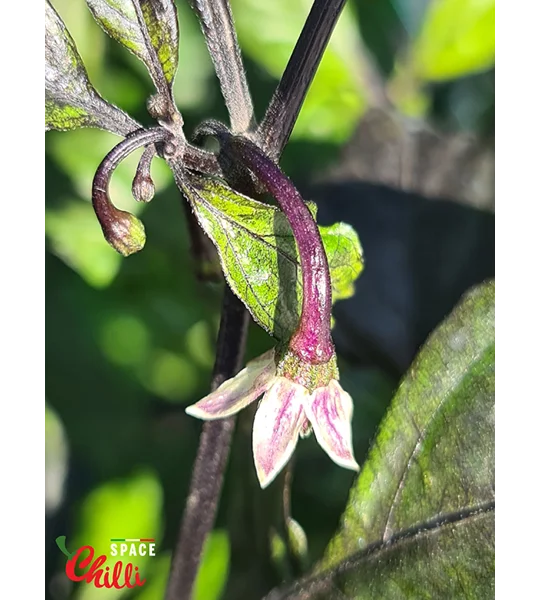 The King Purple Peach F4 (10+ Seeds)