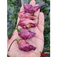 The King Purple Peach F4 (10+ Seeds) The King Purple Peach F4 (10+ Seeds)
