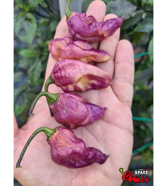 The King Purple Peach F4 (10+ Seeds)