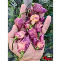The King Purple Peach F4 (10+ Seeds) The King Purple Peach F4 (10+ Seeds)