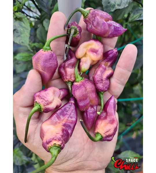 The King Purple Peach F4 (10+ Seeds)