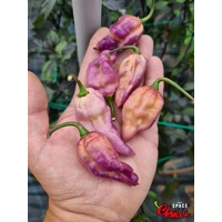 The King Purple Peach F4 (10+ Seeds) The King Purple Peach F4 (10+ Seeds)
