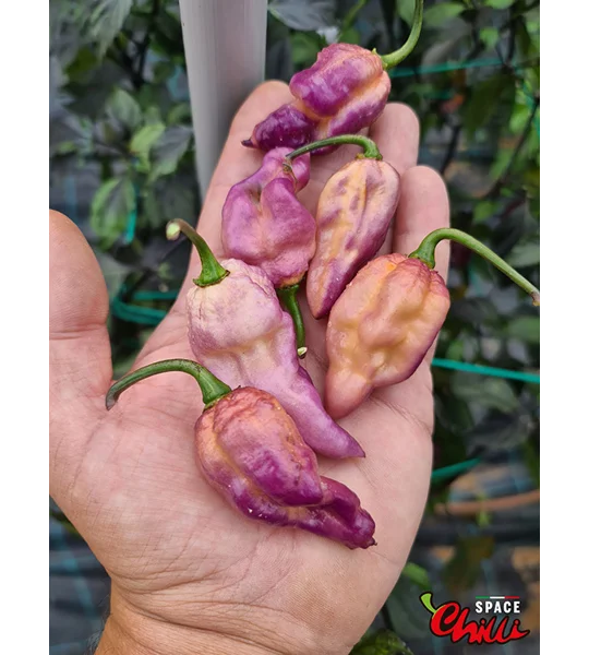 The King Purple Peach F4 (10+ Seeds)
