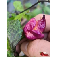 The King Purple Peach F4 (10+ Seeds) The King Purple Peach F4 (10+ Seeds)