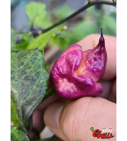 The King Purple Peach F4 (10+ Seeds)