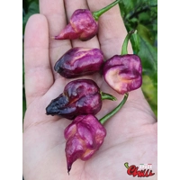 The King Purple Peach F4 (10+ Seeds) The King Purple Peach F4 (10+ Seeds)