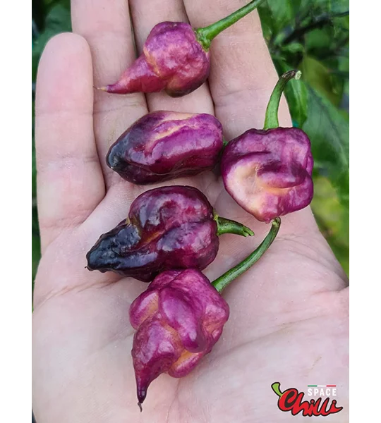The King Purple Peach F4 (10+ Seeds)