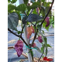 The King Purple Peach F4 (10+ Seeds) The King Purple Peach F4 (10+ Seeds)
