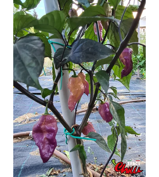 The King Purple Peach F4 (10+ Seeds)