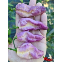 The King Purple Peach F4 (10+ Seeds) The King Purple Peach F4 (10+ Seeds)