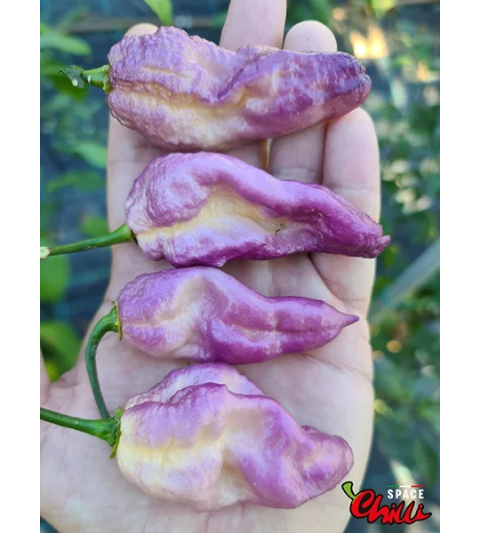 The King Purple Peach F4 (10+ Seeds)