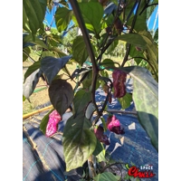The King Purple Peach F4 (10+ Seeds) The King Purple Peach F4 (10+ Seeds)