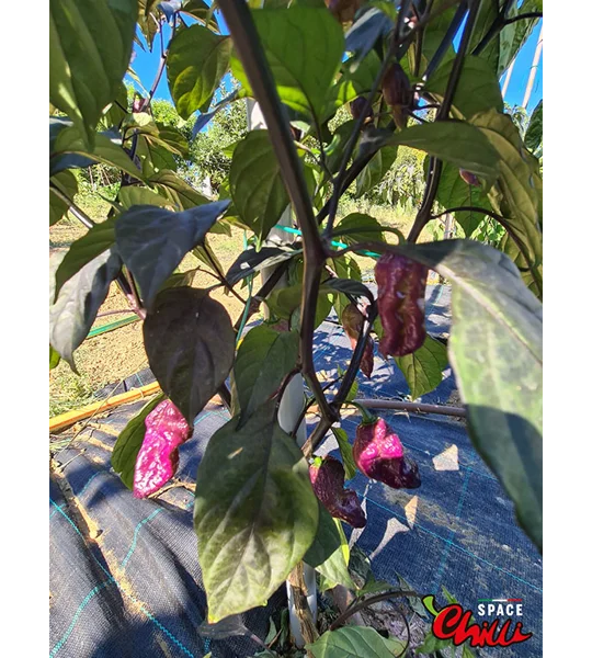 The King Purple Peach F4 (10+ Seeds)
