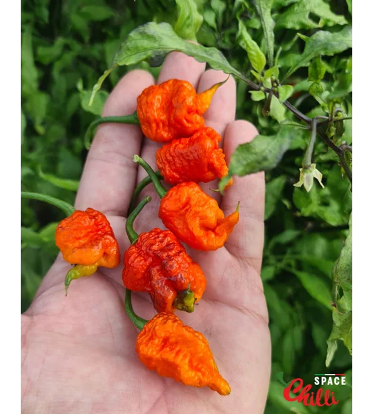 Venere F2 (10+ Seeds)
