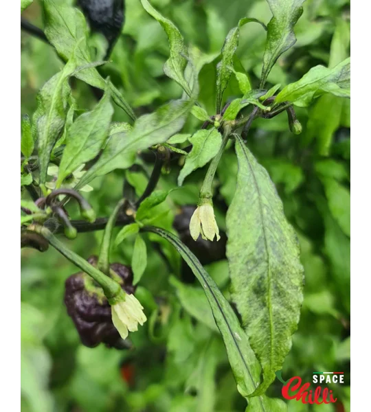 Venere F2 (10+ Seeds)