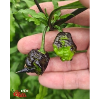 Venere F2 (10+ Seeds) Venere F2 (10+ Seeds)