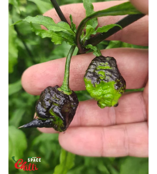 Venere F2 (10+ Seeds)
