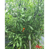 Venere F2 (10+ Seeds) Venere F2 (10+ Seeds)