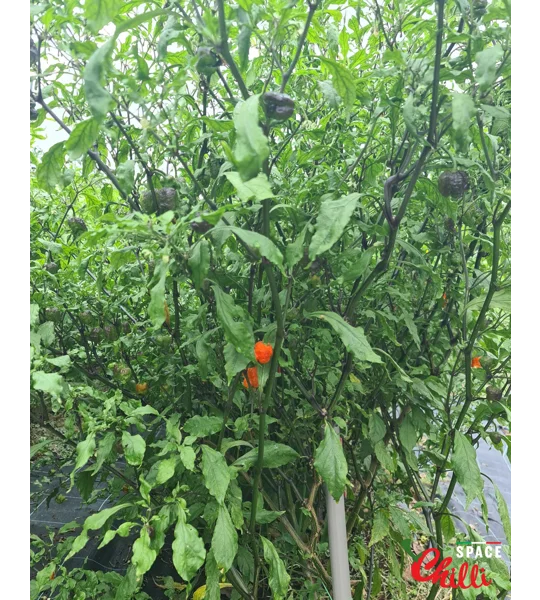Venere F2 (10+ Seeds)