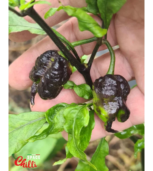 Venere F2 (10+ Seeds)