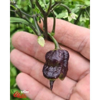 Venere F2 (10+ Seeds) Venere F2 (10+ Seeds)