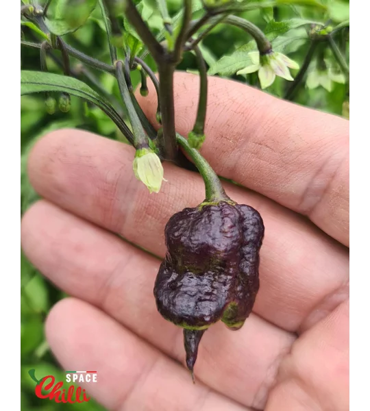 Venere F2 (10+ Seeds)