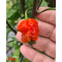 Venere F2 (10+ Seeds) Venere F2 (10+ Seeds)