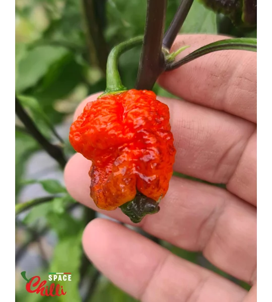 Venere F2 (10+ Seeds)