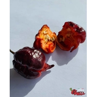 The King Red F4 (10+ Seeds) The King Red F4 (10+ Seeds)