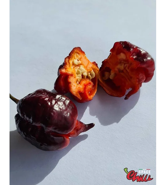 The King Red F4 (10+ Seeds)