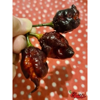 The King Red F4 (10+ Seeds) The King Red F4 (10+ Seeds)