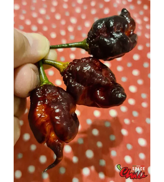 The King Red F4 (10+ Seeds)