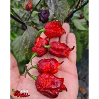 The King Red F4 (10+ Seeds) The King Red F4 (10+ Seeds)