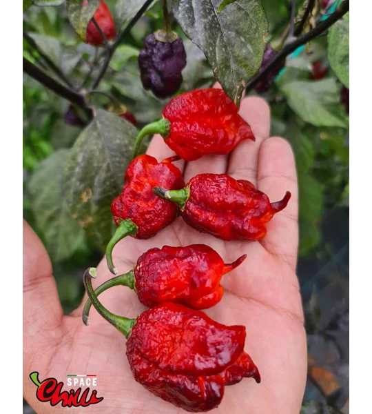 The King Red F4 (10+ Seeds)