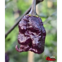 The King Red F4 (10+ Seeds) The King Red F4 (10+ Seeds)