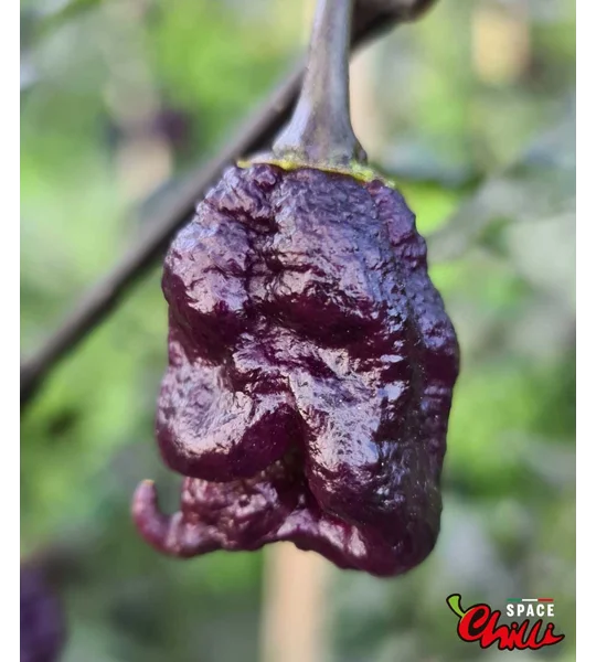The King Red F4 (10+ Seeds)
