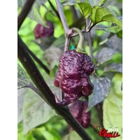 The King Red F4 (10+ Seeds) The King Red F4 (10+ Seeds)