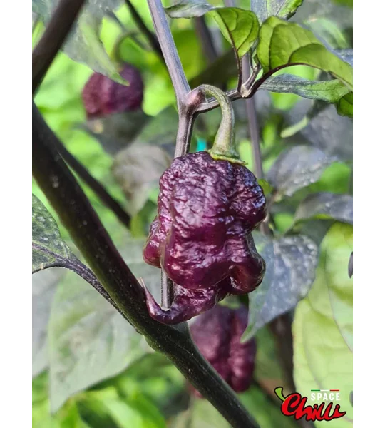 The King Red F4 (10+ Seeds)