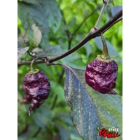 The King Red F4 (10+ Seeds) The King Red F4 (10+ Seeds)