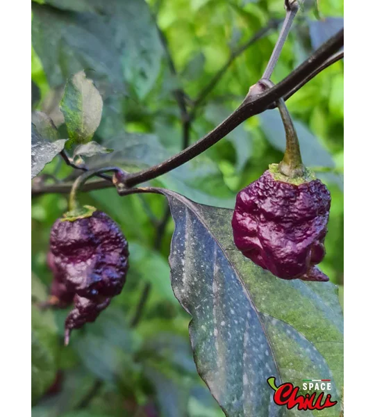 The King Red F4 (10+ Seeds)