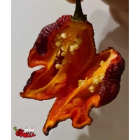 The King Red F4 (10+ Seeds) The King Red F4 (10+ Seeds)